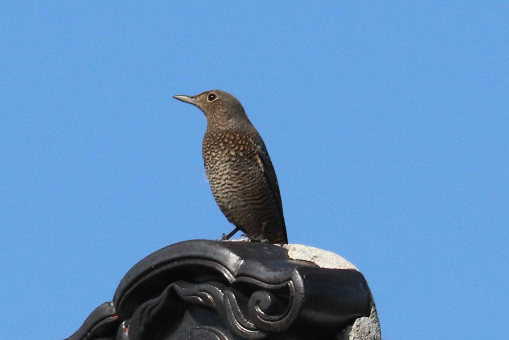 Photo of Blue Rock Thrush at 宗像市大島 by 鳥茶漬け