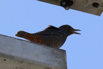 Blue Rock Thrush 宗像市大島 Sat, 9/9/2023