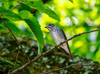 Grey-streaked Flycatcher 南阿蘇ビジターセンター Sat, 9/9/2023