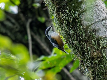 Eurasian Nuthatch 南阿蘇ビジターセンター Sat, 9/9/2023