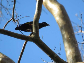 Golden-crested Myna