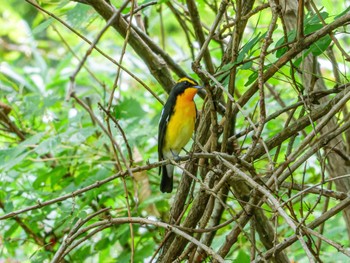 Narcissus Flycatcher 南阿蘇ビジターセンター Sat, 9/9/2023