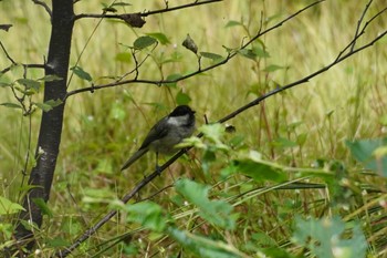 Willow Tit 上高地 Thu, 8/31/2023