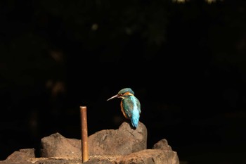 カワセミ 鶴舞公園(名古屋) 2023年9月10日(日)