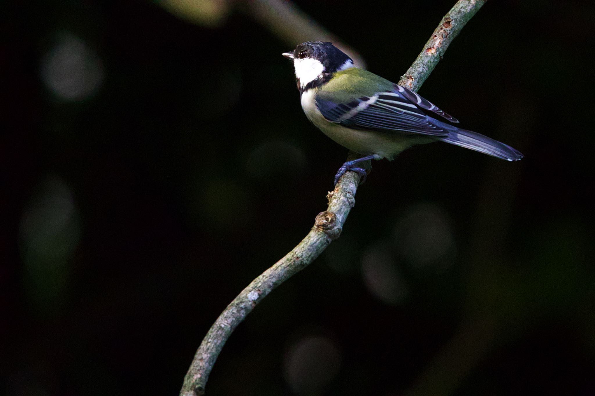 Japanese Tit