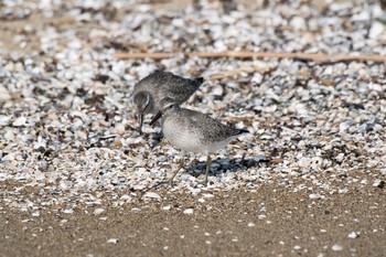 Red Knot Unknown Spots Wed, 9/5/2018