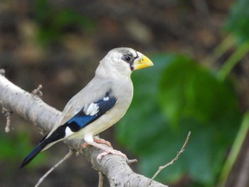 2023年9月10日(日) 水無瀬川緑道(豊田市)の野鳥観察記録