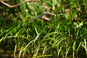 Sun, 9/10/2023 Birding report at 源兵衛川