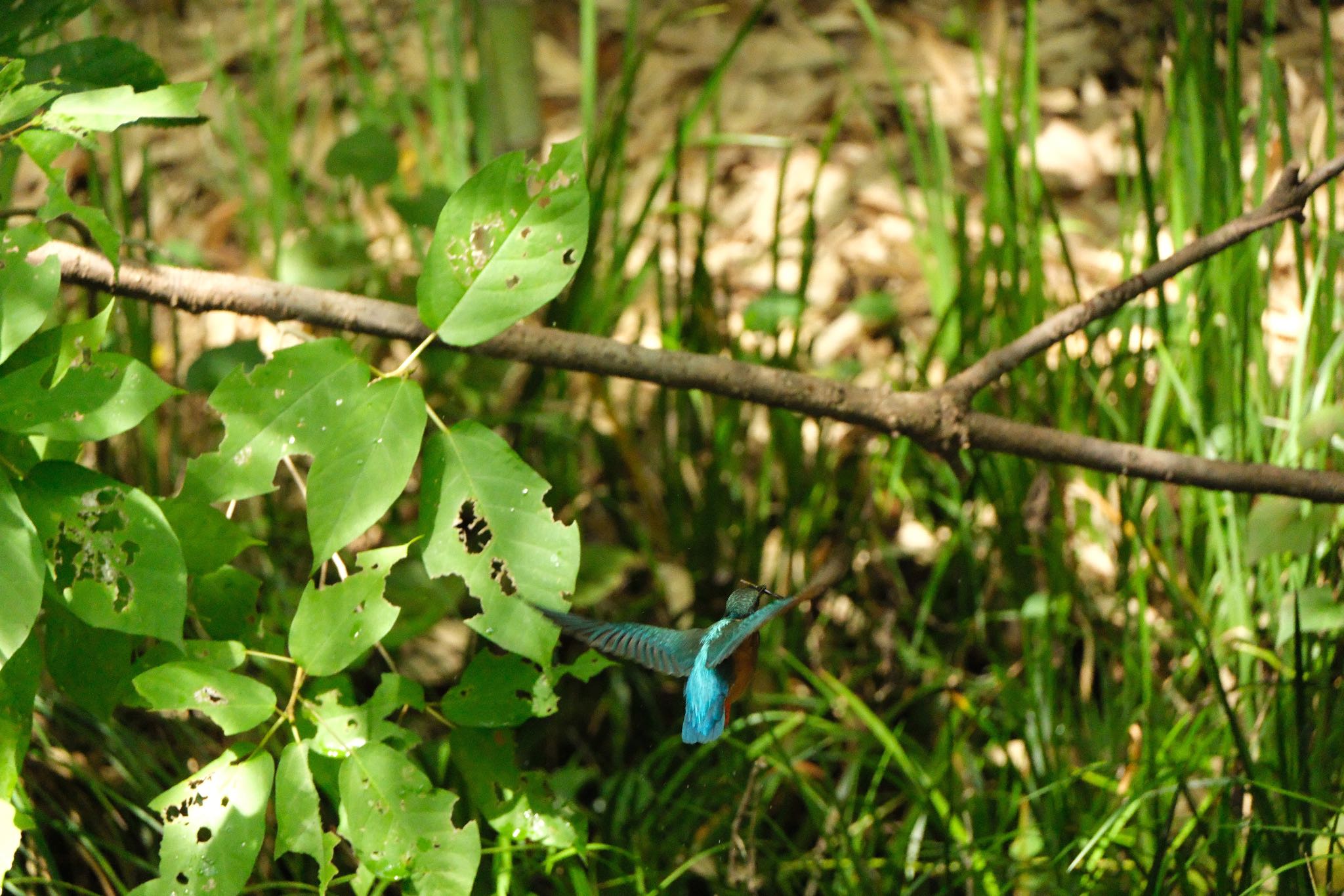 Common Kingfisher