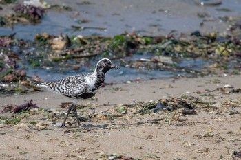 Grey Plover 魚住海岸 Thu, 8/30/2018