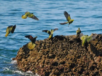2023年9月10日(日) 大磯照ヶ崎海岸の野鳥観察記録