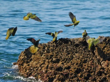 Sun, 9/10/2023 Birding report at Terugasaki Beach