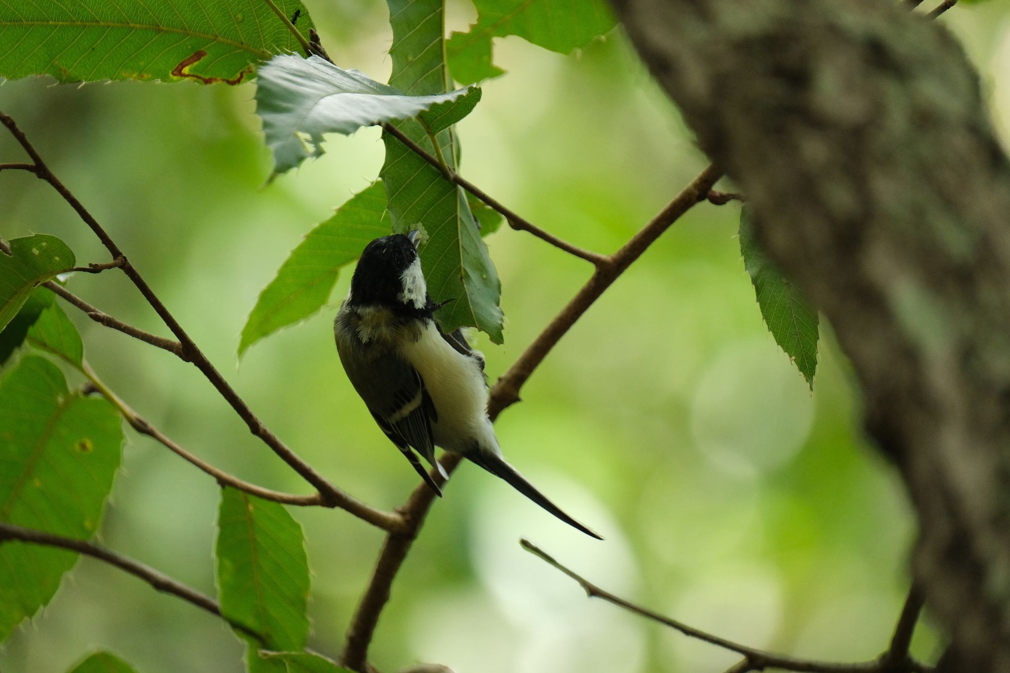 Japanese Tit