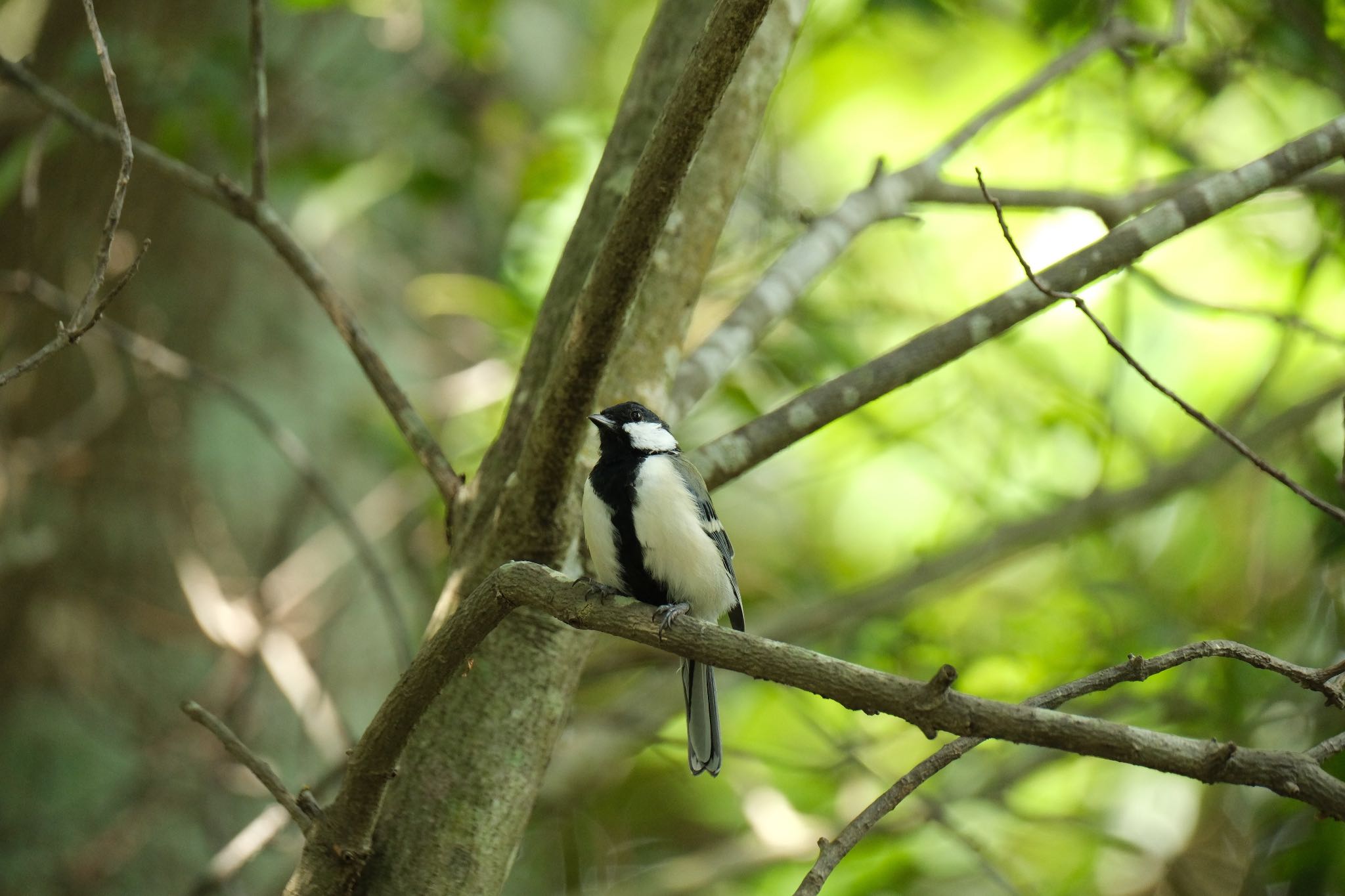 Japanese Tit