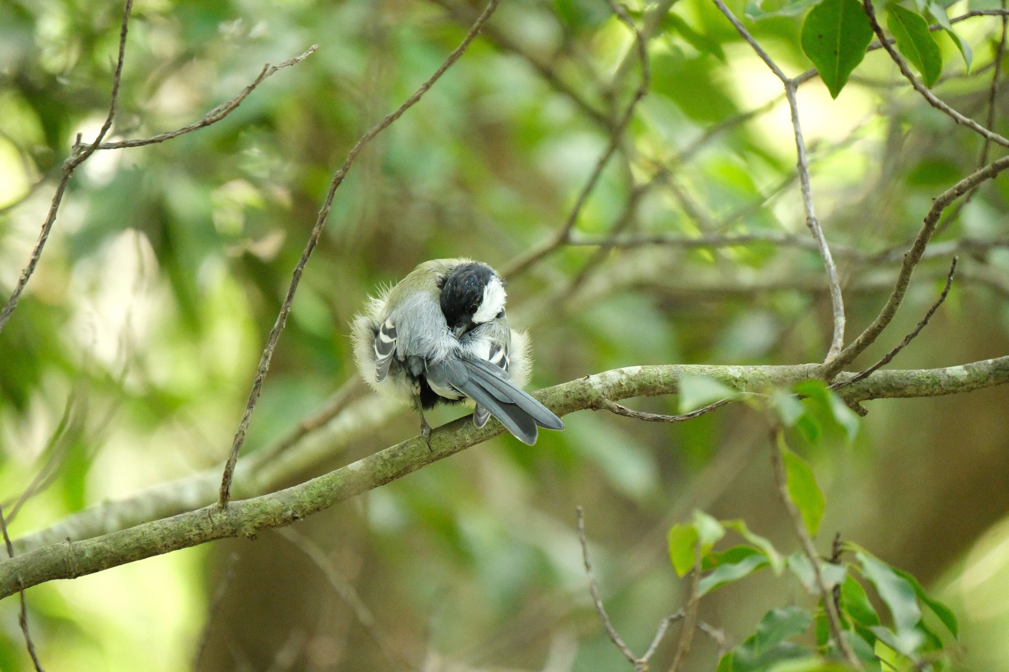 Japanese Tit