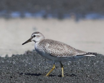 Red Knot Sambanze Tideland Sun, 9/10/2023