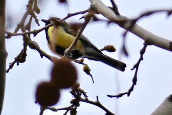 Great Tit Barcelona,spain Fri, 3/2/2018