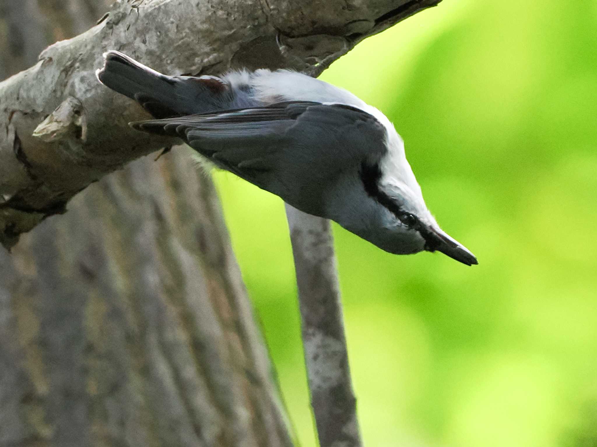 シロハラゴジュウカラ