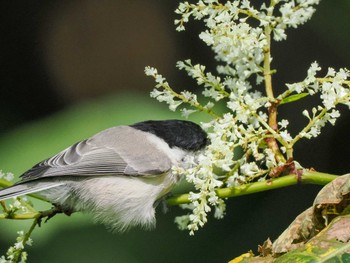 ハシブトガラ 左股川緑地(札幌市西区) 2023年9月10日(日)