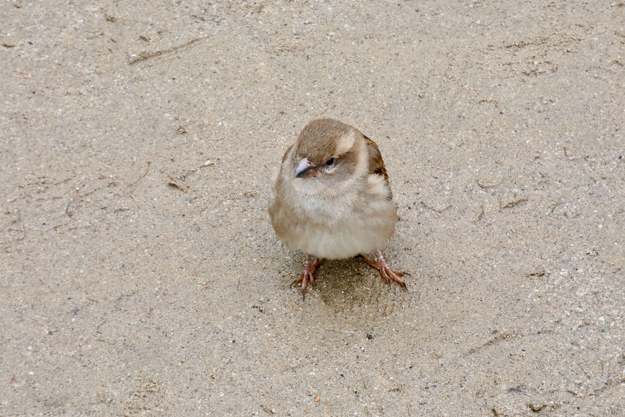 イエスズメ