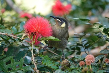 Lewin's Honeyeater ケアンズ Thu, 8/10/2023