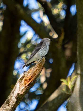 Grey-streaked Flycatcher 長崎県 Thu, 9/7/2023