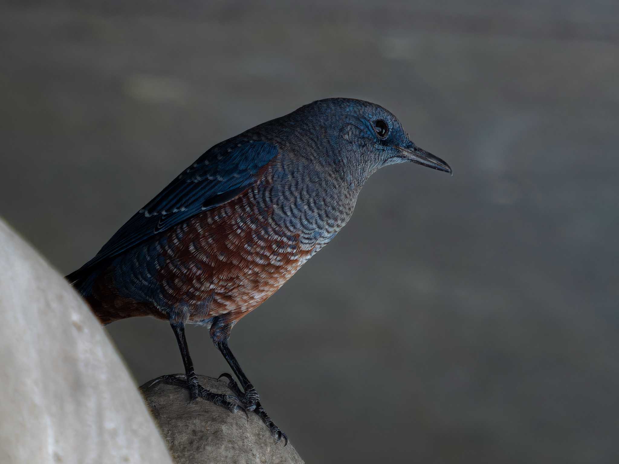 Blue Rock Thrush