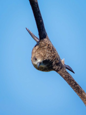 Black Kite 長崎県 Thu, 9/7/2023