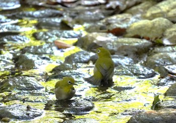 2023年9月9日(土) 奈良県の野鳥観察記録