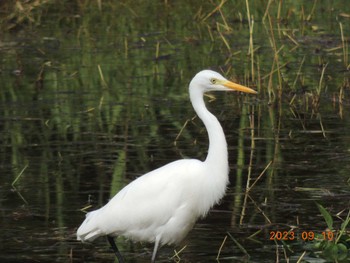 チュウサギ 葛西臨海公園 2023年9月10日(日)