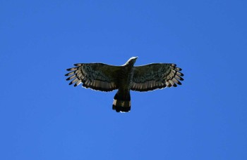 Crested Honey Buzzard 山梨県 Sun, 9/10/2023