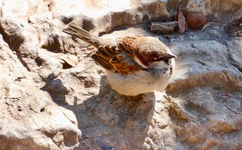 House Sparrow Barcelona,spain Fri, 3/2/2018