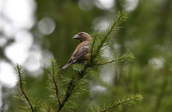 2023年9月10日(日) 山梨県の野鳥観察記録