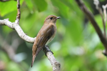 Blue-and-white Flycatcher 香川県 Sun, 9/10/2023