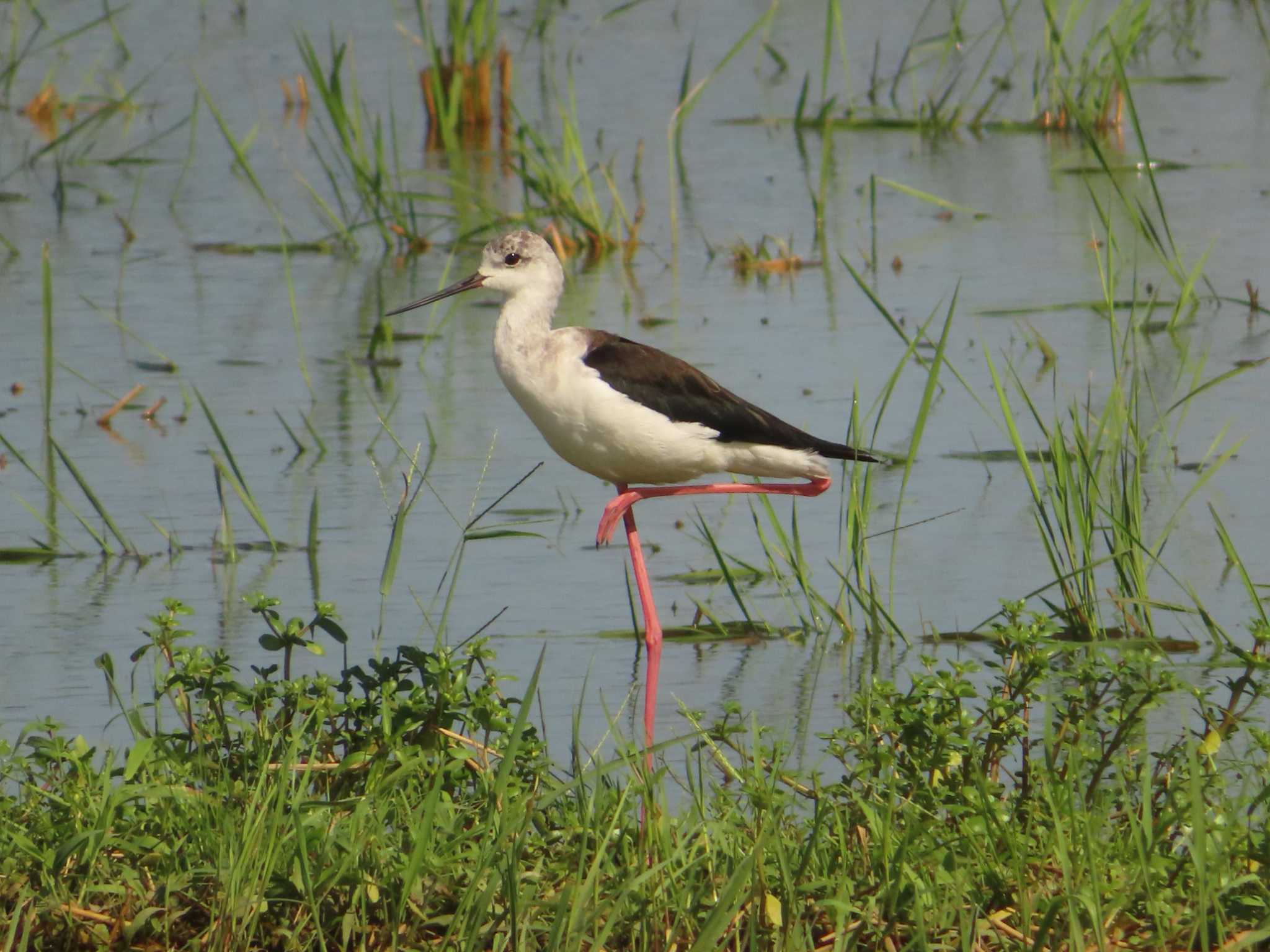 Black-winged Stilt