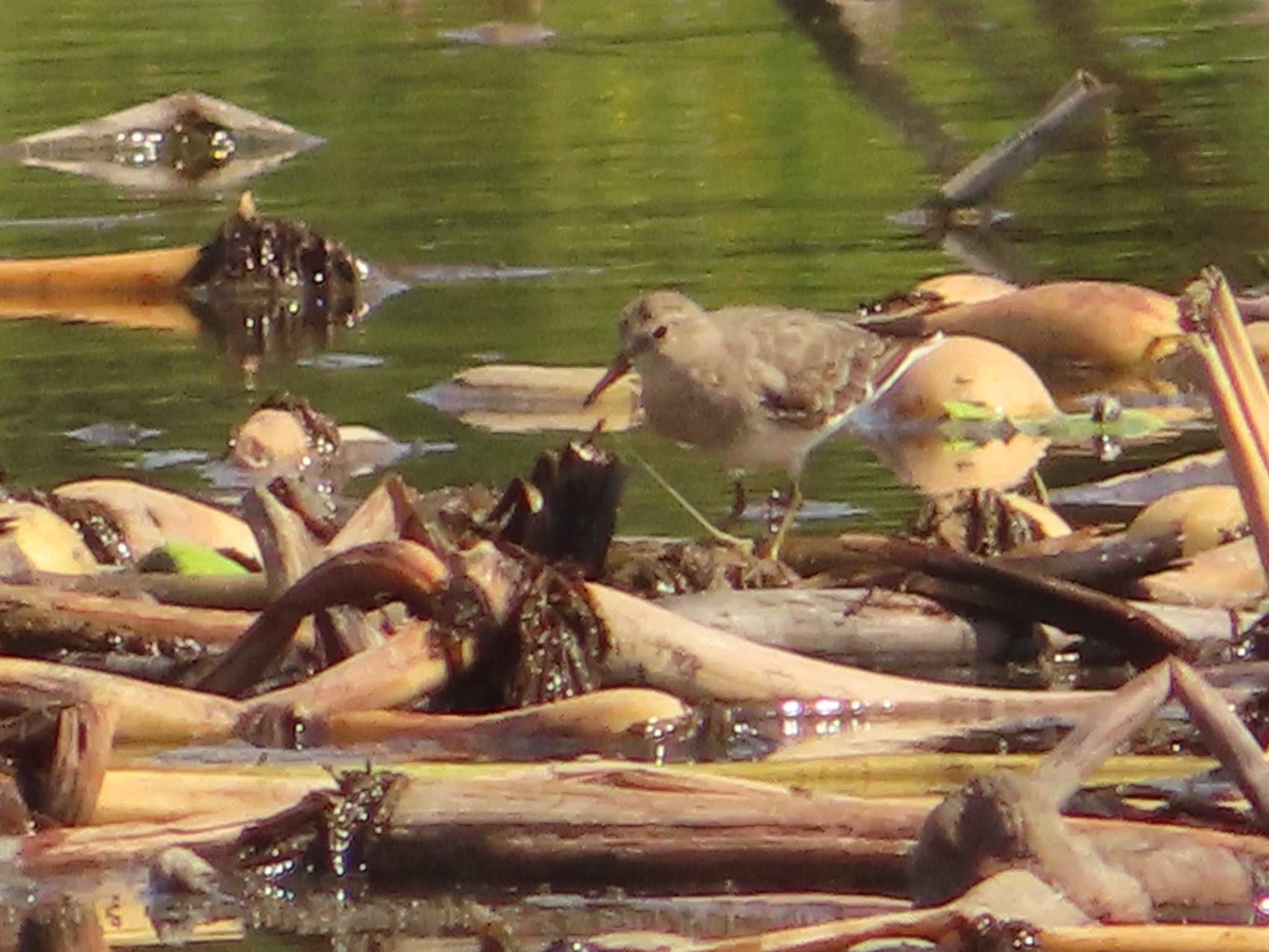 Temminck's Stint