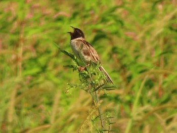 Ochre-rumped Bunting Inashiki Sun, 9/10/2023