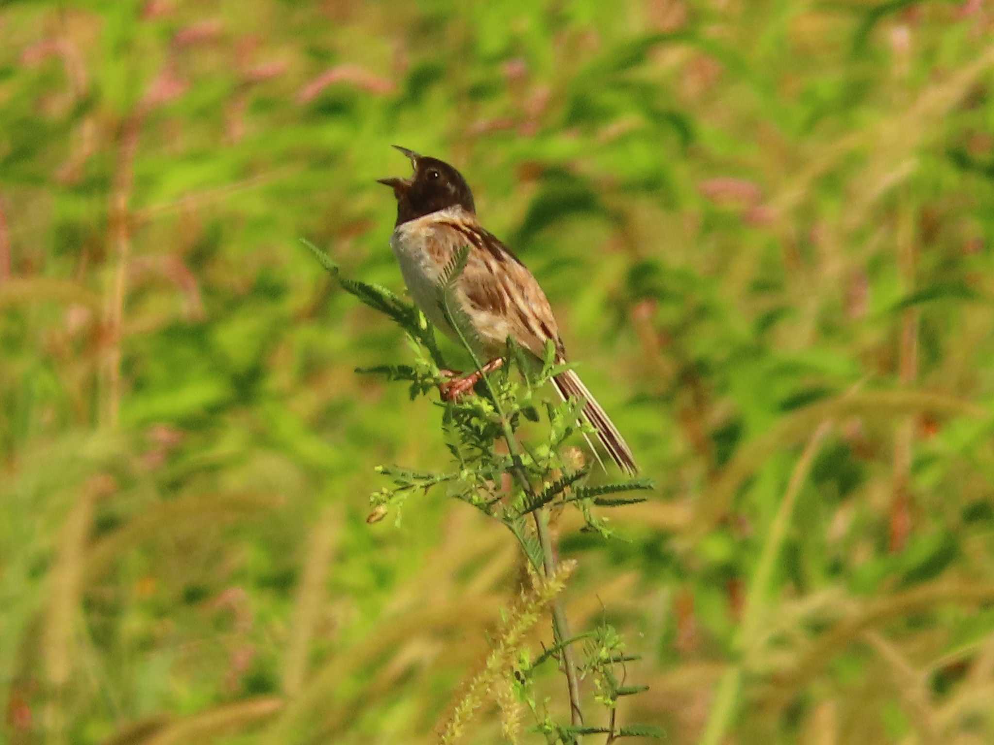 Ochre-rumped Bunting