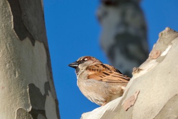 House Sparrow Barcelona,spain Sat, 3/3/2018