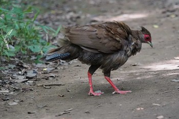 Silver Pheasant 東京都 Sun, 9/3/2023