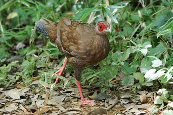 Silver Pheasant 東京都 Sun, 9/3/2023