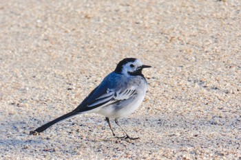 White Wagtail(alba) Barcelona,spain Sat, 3/3/2018