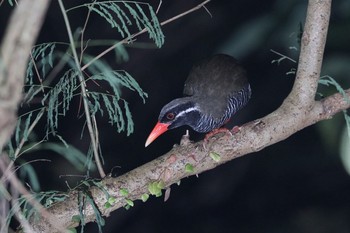 Okinawa Rail やんばるの森 Sun, 8/12/2018