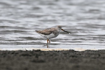 Terek Sandpiper Sambanze Tideland Sat, 9/9/2023