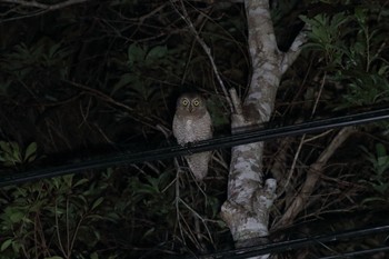 Ryukyu Scops Owl やんばるの森 Sun, 8/12/2018