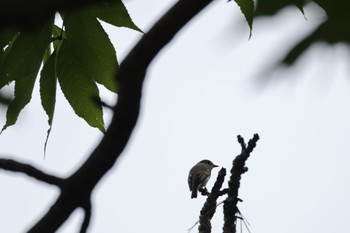 2023年9月9日(土) 札幌モエレ沼公園の野鳥観察記録
