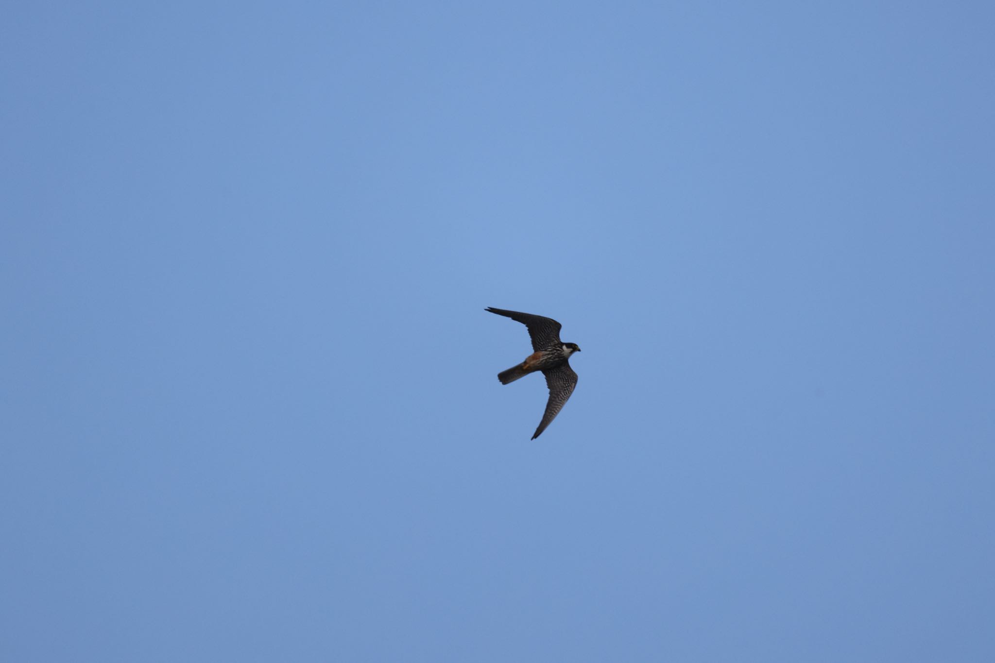 Eurasian Hobby