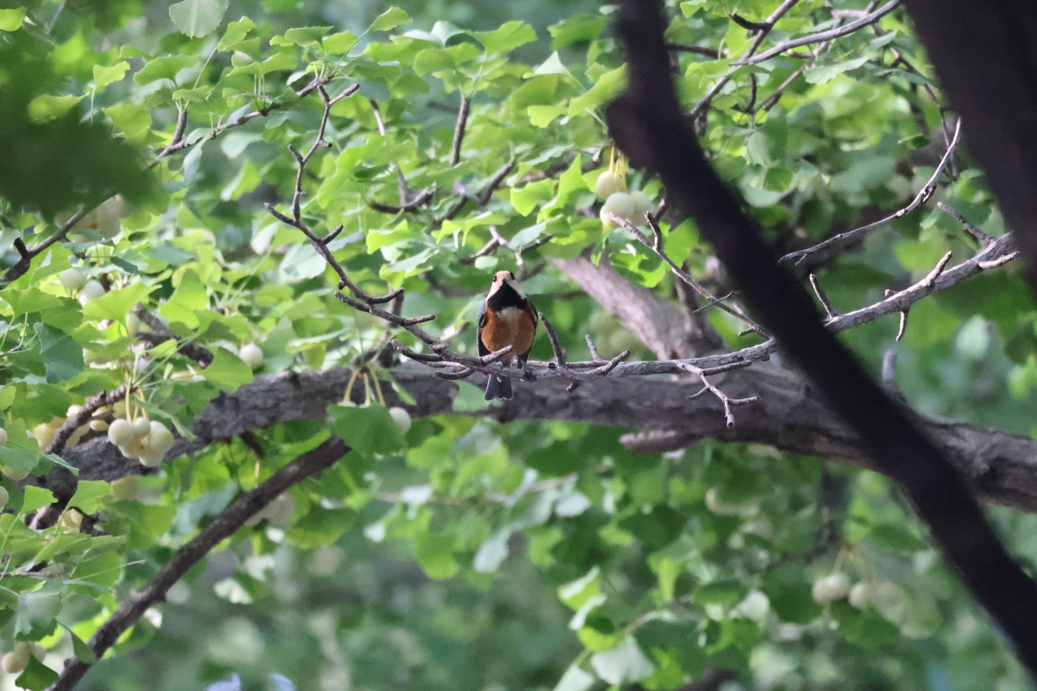 Varied Tit