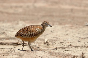 Barred Buttonquail 沖縄県糸満市 Thu, 8/30/2018