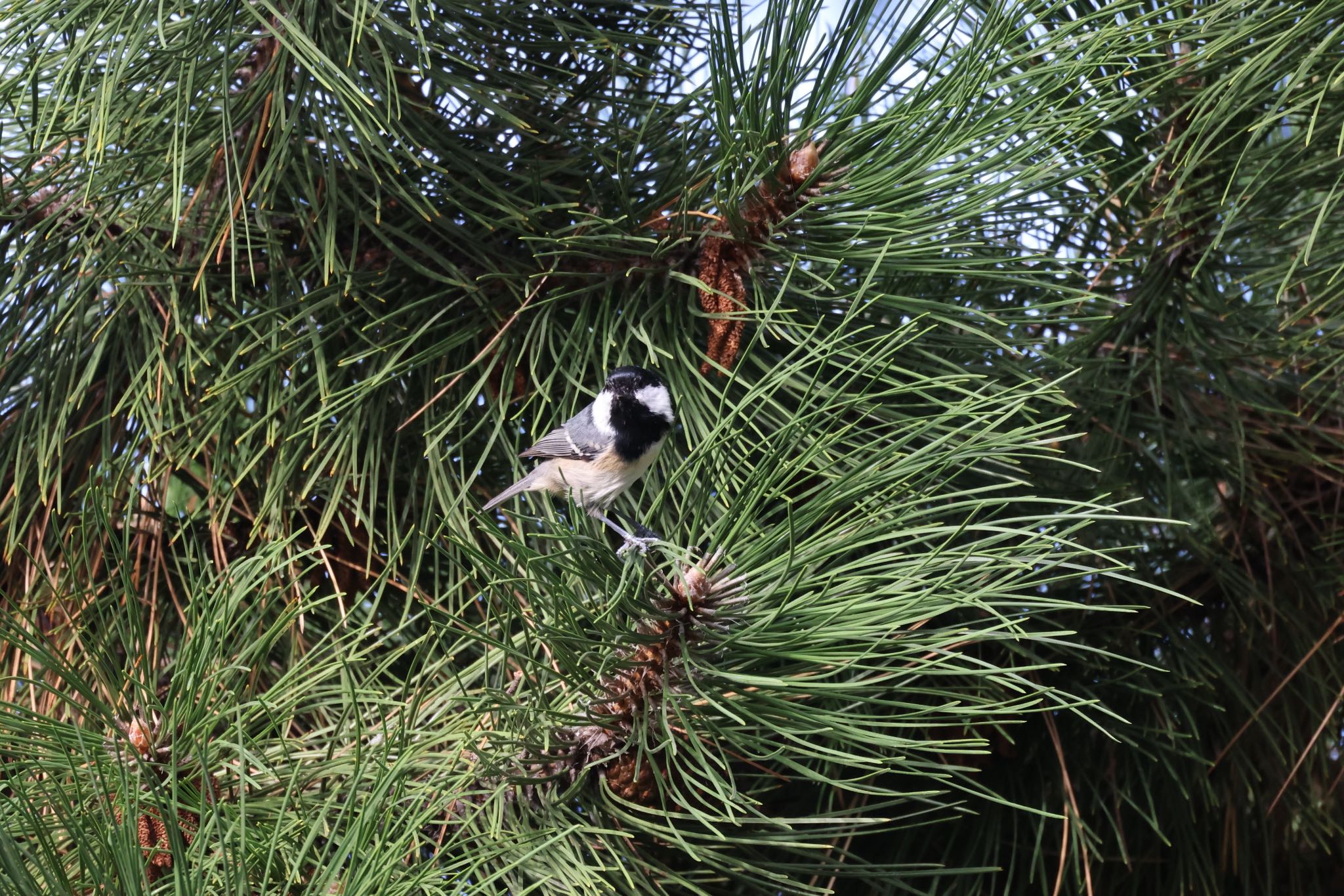 Coal Tit